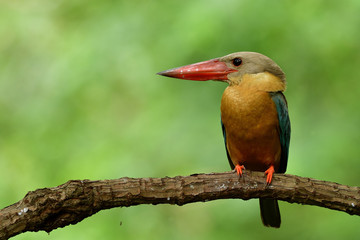 exotic pale blue wing light brown head and big red beak perching on wood branch expose over fine blur green background, stork-billed kingfisher (Pelargopsis capensis)