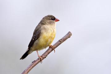 Female of Red avadavat, munia or strawberry finch (Amandava amandava) perching on top of wooden stick over bright background, fascinated animal