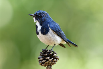 Funny blue bird, Superciliaris ficedula (Ultramarine Flycatcher) beautiful blue bird with white feathers on its chest to belly perching dried pine fruit