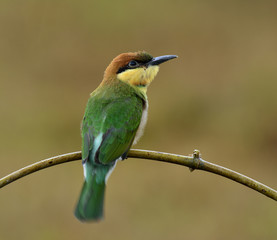 Juvenile of Chestnut-headed bee-eater (Merops leschenaulti) lovely colorful little bird wagging its tail while perching on branch in nature