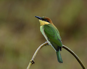 Juvenile of Chestnut-headed bee-eater (Merops leschenaulti) colorful little bird lonely perching on branch onrainny day with water drops on its head