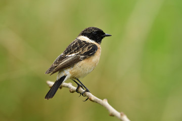 Lovely brown with black head bird perching on thin stick in meadow field, male of Siberian or Asian stonechat (Saxicola maurus)