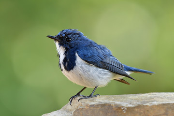 Fototapeta premium Lovely chubby blue bird, Superciliaris ficedula (Ultramarine Flycatcher) beautiful blue bird with white feathers on its chest to belly perching on white sand rock over green blur background