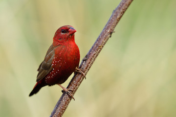 Male of Red avadavat, munia or strawberry finch (Amandava amandava) in nature, Beautiful velvet red bird with white dots on its feathers  perching on wooden stick in meadow field