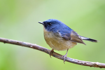 Male of Slaty-blue flycatcher (Ficedula tricolor) lovely fat blue bird perching on dried torn vine showing its belly and side feathers profile with low tail wagging
