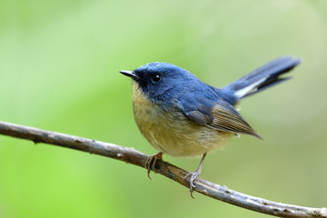 Male of Slaty-blue flycatcher (Ficedula tricolor) lovely little blue bird perching on torn vine showing its pale yellow belly feathers profile and high tail moving