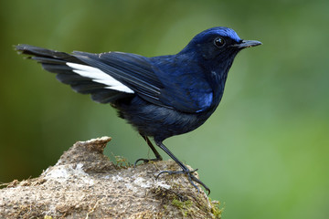 Male of White-tailed robin (Cinclidium leucurum) beautiful dark blue bird making puffy feathers while perching on wooden log over fine green background, exotic nature