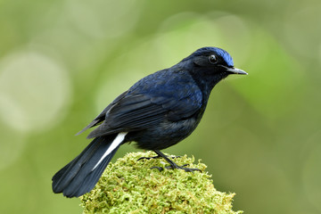 Male of White-tailed Robin (Cinclidium leucurum) beautiful dark blue bird with bright head perching on mossy spot showing its back feather with white marking tail, fascinated animal
