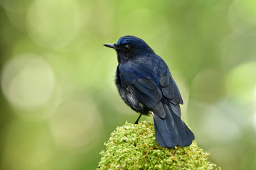 Male of White-tailed Robin (Cinclidium leucurum) beautiful dark blue bird with bright head perching on mossy spot showing its back feather, fascinated animal