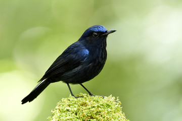 Male of White-tailed Robin (Cinclidium leucurum) beautiful dark blue bird with bright head perching on mossy spot showing its side feather profile in nature, amazed animal