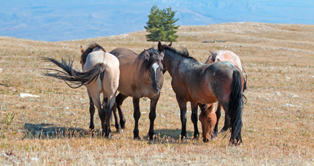 Obraz premium Małe stado dzikich koni na Sykes Ridge w Pryor Mountains Wild Horse Range w stanie Montana, Stany Zjednoczone