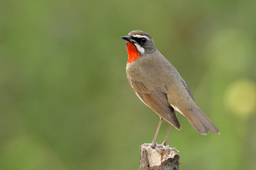 Siberian rubythroat (Calliope calliope) brown bird with orange marking on its neck showing its back feathers view perching on top of wood pole over blur green background in nature