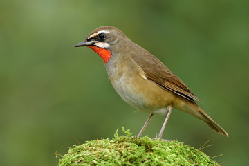 Fototapeta premium Siberian rubythroat (Calliope calliope) brown bird with red chin perching on top of mossy ground over fine green background