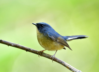 Slaty-blue flycatcher (Ficedula tricolor) exotic little blue bird with brown belly perching on slim dried branch showing its side feathers details and half high tail wagging
