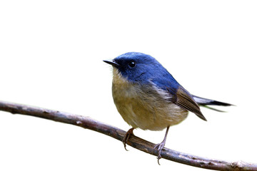 Slaty-blue flycatcher (Ficedula tricolor) fascinated chubby blue bird perching on dried vine showing its belly and side feathers profile isolated on white background