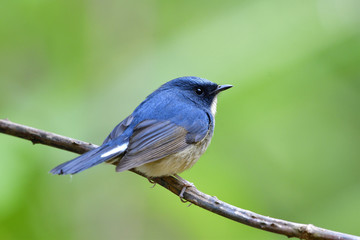 Slaty-blue flycatcher (Ficedula tricolor) fascinated little blue bird with brown belly perching on dried torn vine showing its back feathers details in low lighting condition