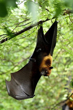 Scary Hanging rat, flying fox, Lyle's or mega fruit bat (Pteropus lylei) up side down while roosting on tree branch