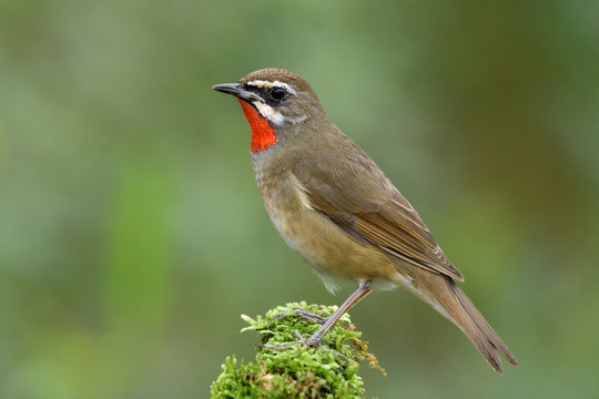 Siberian rubythroat (Calliope calliope) brown bird with red chin perching on mossy ground over blur green background in nature, amazed animal