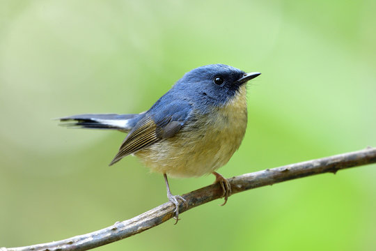 Slaty blue flycatcher (Ficedula tricolor) fascinated chubby blue bird with pale yellow belly perching on dried slim branch in nature, beautiful wild animal