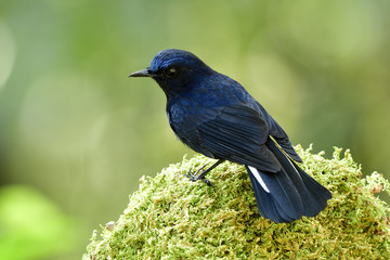 White-tailed Robin (Cinclidium leucurum) beautiful fan tail dark blue bird perching on mossy spot over blur green background in nature, exotic animal