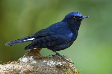 White-tailed Robin (Cinclidium leucurum) beautiful fan tail velvet dark blue bird perching on wood in nature, exotic animal