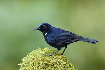 Obraz premium White-tailed Robin (Cinclidium leucurum) beautiful funny dark blue bird with bright head perching on mossy spot over fine green background, fascinated animal