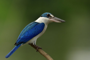Wonder face of white and blue bird perching wood stick while fishing in stream, Collared kingfisher (Todiramphus chloris)