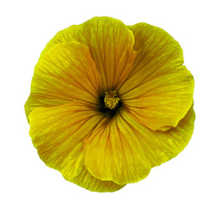 Lavatera  yellow flower on a  white isolated background with clipping path.   Closeup.  no shadows.  For design.  Nature.
