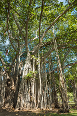 Banyan Tree in Ala Moana Beach Park, Honolulu, Hawaii