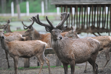 The herd of beautiful deer expects feeding