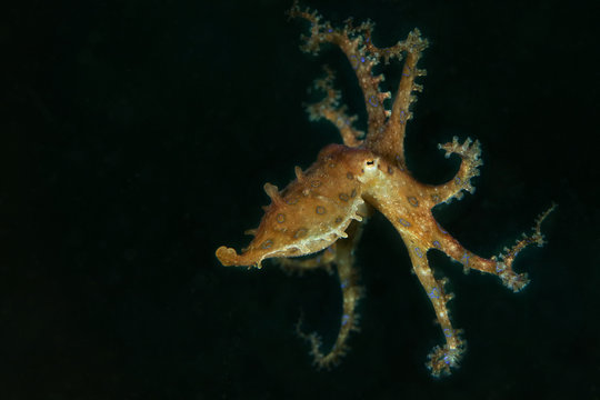 Blue ring octopus (Hapalochlaena lunulata). Picture was taken in Lembeh strait, Indonesia