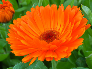 Calendula