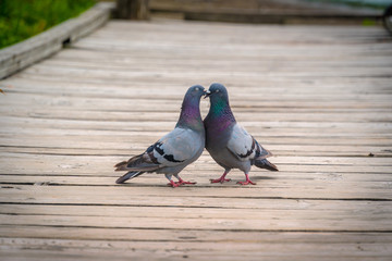 Pigeon Love