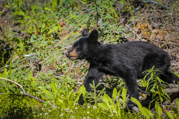 Obraz na płótnie Canvas Black Bear Yearling on the hunt through the grass in Sterling, Alaska