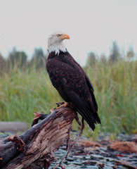 Bald Eagle Perched on Driftwood in Ninilchik, Alaska