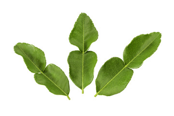 bergamot leaf isolated on white background