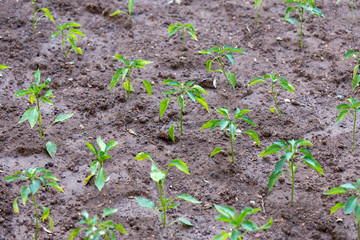 Green Pepper Field