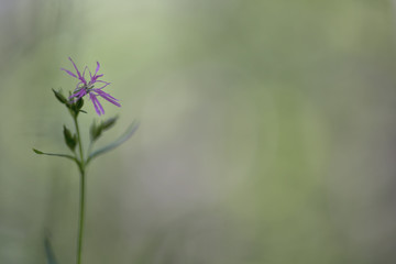 Lychnis flos-cuculi (Ragged-Robin)