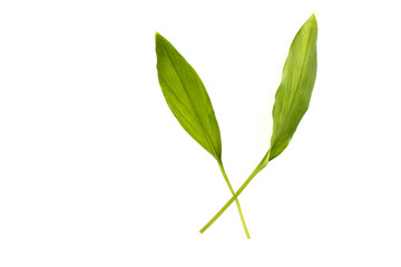 Leaves with white backdrop.