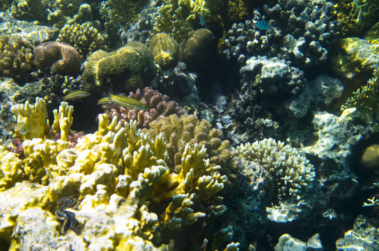 Bright corals on the bottom of the Red Sea