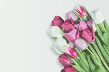 Obraz premium Different color tulips on background
