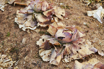 Seasoned Cabbage