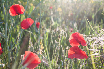 Red Poppy Flowers in Green Fields in Summer.