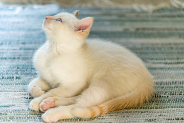 Clipper the wonder kitten