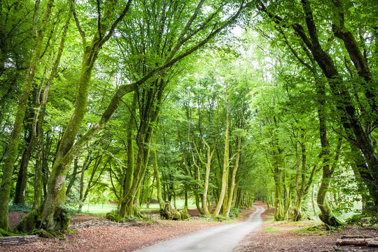 Morvan Regional Natural Parc Forest with Green Moss and Trees.