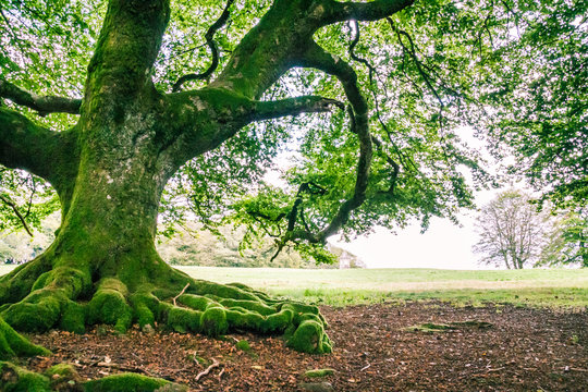 Morvan Regional Natural Parc Forest with Green Moss and Trees.