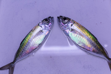 pescado fresco del mar