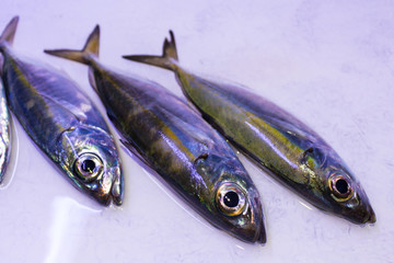 pescado fresco del mar