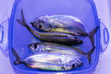 pescado fresco del mar
