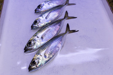 pescado fresco del mar